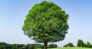 BIG TREE株式会社のイメージ大樹は成長・豊かさ・安心安定の象徴です。